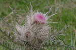 Yellow thistle <BR>Purple thistle